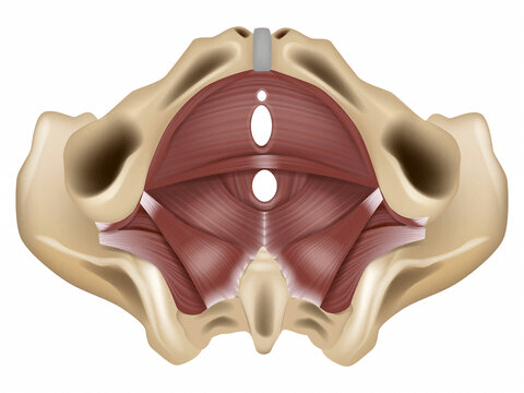 Understanding Your Pelvic Floor and Genital Health