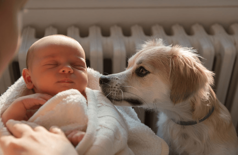 How to Prepare Your Pets for a New Baby?